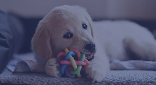 A golden retriever puppy chewing on a toy