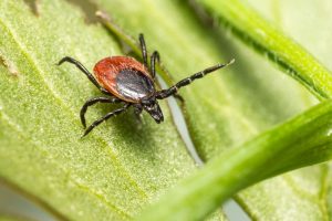 Blacklegged tick that can transmit Lyme disease to dogs in Canada