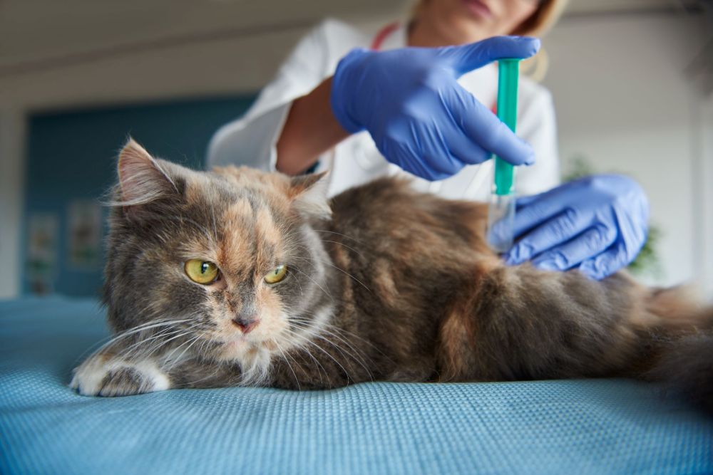 Pet's Vaccination Records