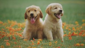 Dog Breeds in Canada