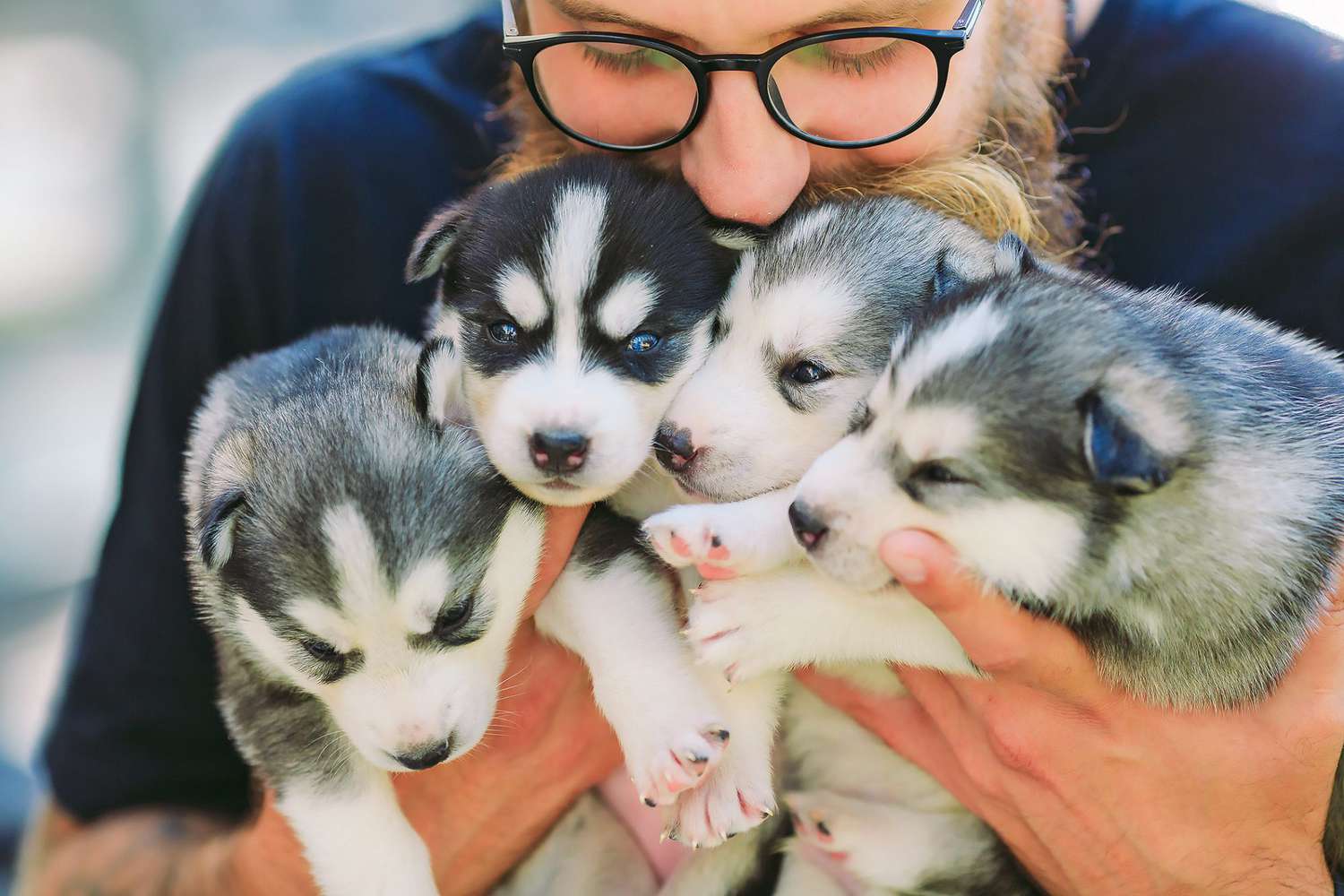Puppies in Canada
