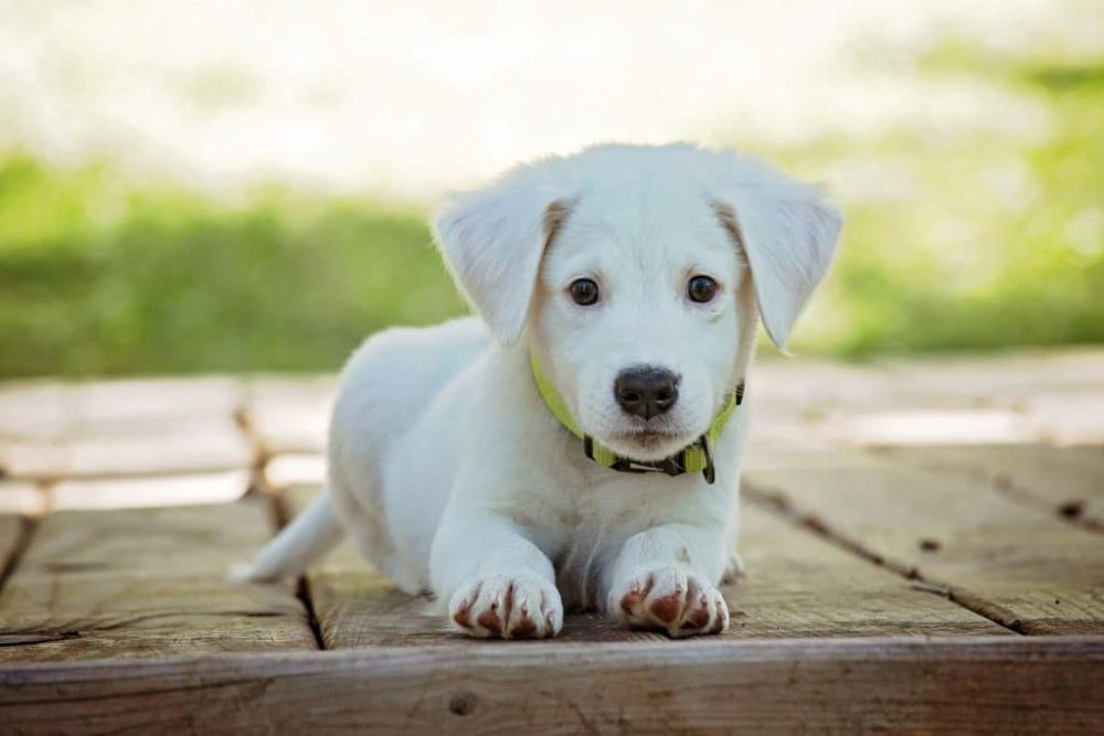 avoide puppy scams